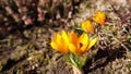 Beautiful yellow crocus flowers with bees in spring garden Royalty Free Stock Photo