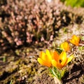 Beautiful yellow crocus flowers with bees in spring garden Royalty Free Stock Photo