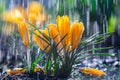 Beautiful yellow crocus flowers in spring rain Royalty Free Stock Photo