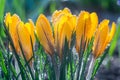 Beautiful yellow crocus flowers in water drops growing in the garden Royalty Free Stock Photo