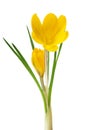 Beautiful yellow crocus on a white background - fresh spring flowers. selective focus