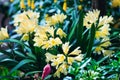 Beautiful yellow crocuses in the springtime.