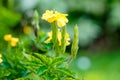 Beautiful yellow Crossandra infundibuliformis or Firecracker flowers blooming in the garden.