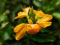 Beautiful yellow Crossandra infundibuliformis flowers with a blurry background