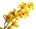 Beautiful yellow cymbidium orchid