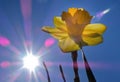 beautiful yellow daffodil in the background sun Royalty Free Stock Photo