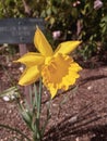 beautiful yellow daffodil in the Botanical Garden of Madrid on an almost spring afternoon