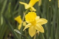 Beautiful Yellow Daffodil Flower in the gerden
