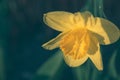 Beautiful yellow Daffodil flower or narcissus in the sunlight on