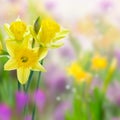 Beautiful yellow daffodil flowers