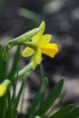 beautiful yellow daffodil flowers in the garden Royalty Free Stock Photo