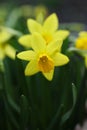 beautiful yellow daffodil flowers in the garden Royalty Free Stock Photo