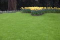 Beautiful yellow daffodil flowers and green lawn in park Royalty Free Stock Photo