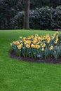 Beautiful yellow daffodil flowers growing in park Royalty Free Stock Photo