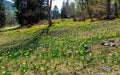 Beautiful yellow daffodil flowers. Springfield daffodil flowers. Nature, spring or summer background. Yellow background. Spring or Royalty Free Stock Photo