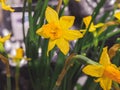 Beautiful Yellow Daffodil (Narcissus) flower isolated with spring flowers background. The image perfectly Royalty Free Stock Photo