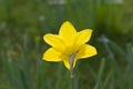 BEAUTIFUL YELLOW DAFFODIL ON A SPRING DAY