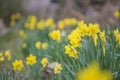 Beautiful yellow daffodills blooming in the spring garden