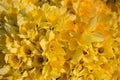 Beautiful yellow daffodils background/texture Royalty Free Stock Photo