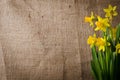 Beautiful yellow daffodils Royalty Free Stock Photo