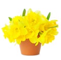 Beautiful Yellow Daffodils in flowerpot isolated on white