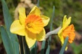 Beautiful yellow daffodils. Narcissus Royalty Free Stock Photo