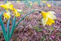 Beautiful yellow daffodils Narcissus Royalty Free Stock Photo