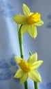 Beautiful yellow daffodils. Narcissus. Spring and easter concept background. Royalty Free Stock Photo