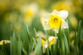 Beautiful yellow daffodils Royalty Free Stock Photo