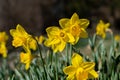 Beautiful yellow daffodils. Spring flowers Royalty Free Stock Photo