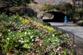 Yellow Daffodils and Spring Flowers at Central Park in New York City next to a Path and Tunnel Royalty Free Stock Photo