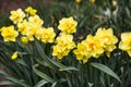 beautiful yellow daffodils in spring time Royalty Free Stock Photo