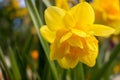 Beautiful yellow daffodils. Yellow Narcissus flowers. Royalty Free Stock Photo