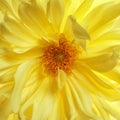 Beautiful yellow dahlia flower, closeup view Royalty Free Stock Photo