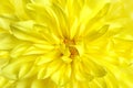 Beautiful yellow dahlia flower, closeup view Royalty Free Stock Photo