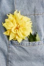 Beautiful yellow Dahlia flower in jeans pocket. view from top, flat lay, vertical frame Royalty Free Stock Photo