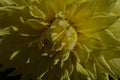 Beautiful yellow dahlia flower single flower close up