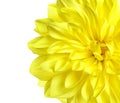 Beautiful yellow dahlia flower on white background