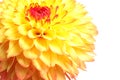 Beautiful yellow dahlia flower on background, closeup view Royalty Free Stock Photo