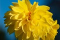 Beautiful yellow dahlia in garden against blue sky in autumn