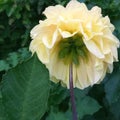 Closeup of beautiful yellow dahlia and green leaf seen from below. Interesting flower image. Different angle of flower.