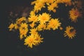 The beautiful yellow dahlias blooming on a bush in the dusk of a summer evening in a garden. Nature, beauty, tranquility Royalty Free Stock Photo