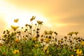 Beautiful yellow daisies with golden sunrise in the background, Copy space