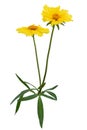 Beautiful yellow Daisies and green leaves isolated on white background, including clipping path Royalty Free Stock Photo