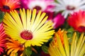 A beautiful yellow daisy flower Royalty Free Stock Photo