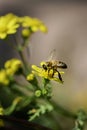 Beautiful yellow daisy flower on a blured background with a honey bee, close up Royalty Free Stock Photo