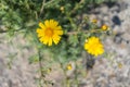 Beautiful yellow daisy flower in bright outdoor daylight