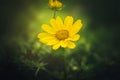 Beautiful Yellow Daisy Flower. Royalty Free Stock Photo