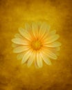 Beautiful yellow daisy flower, isolated on a vintage amber background Royalty Free Stock Photo