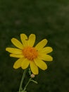 Beautiful Yellow Daisy Flower in sunlight in summer days Royalty Free Stock Photo